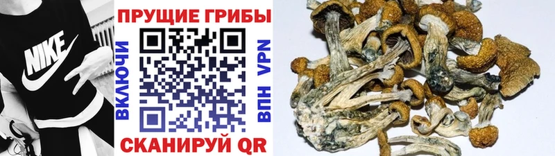 наркошоп  Уфа  Псилоцибиновые грибы Psilocybine cubensis 